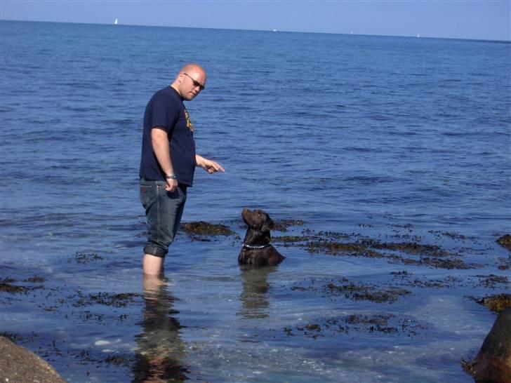 Labrador retriever Coco - Ja Far jeg skal nok sidde pænt billede 2