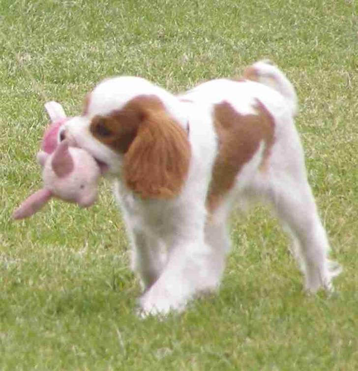 Cavalier king charles spaniel Enzo-Cucciolo Lemon Grass - Enzo til hundetræning første gang billede 8