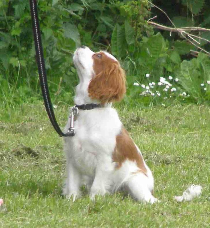 Cavalier king charles spaniel Enzo-Cucciolo Lemon Grass - Ja nu kigger jeg på dig - får jeg så en godbid? billede 9