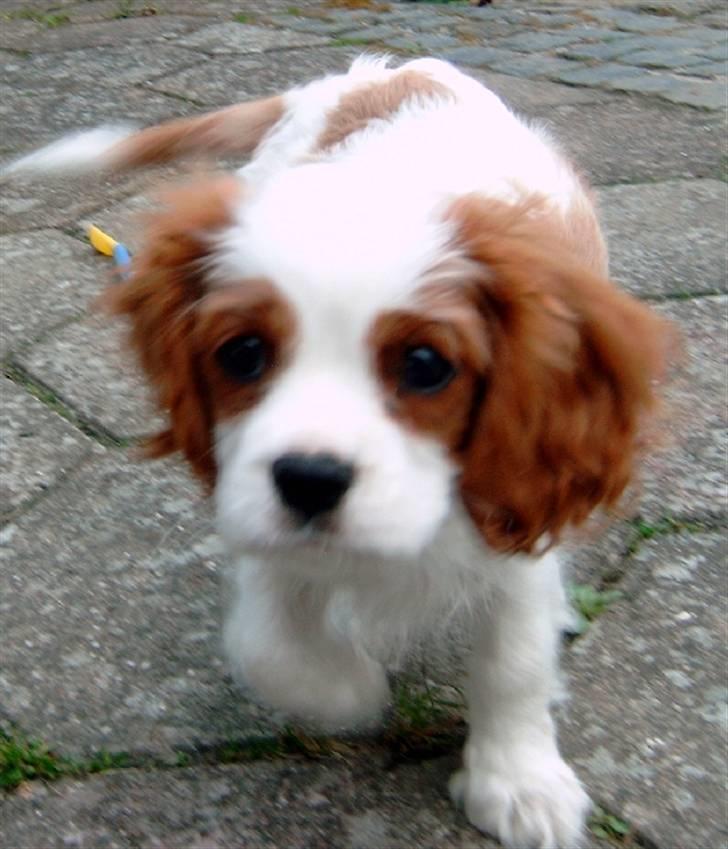 Cavalier king charles spaniel Enzo-Cucciolo Lemon Grass - Første gang i DK billede 10