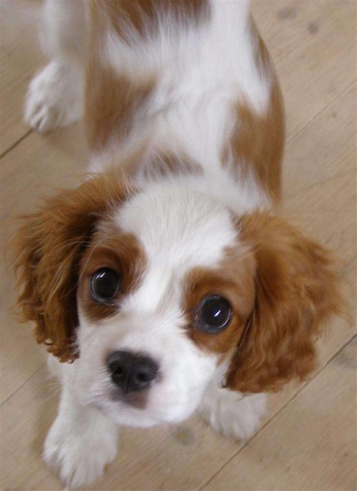 Cavalier king charles spaniel Enzo-Cucciolo Lemon Grass - Ville du noget moar? billede 11