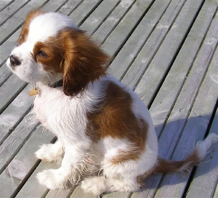 Cavalier king charles spaniel Enzo-Cucciolo Lemon Grass - Ser på havet en forblæst forårsdag billede 12