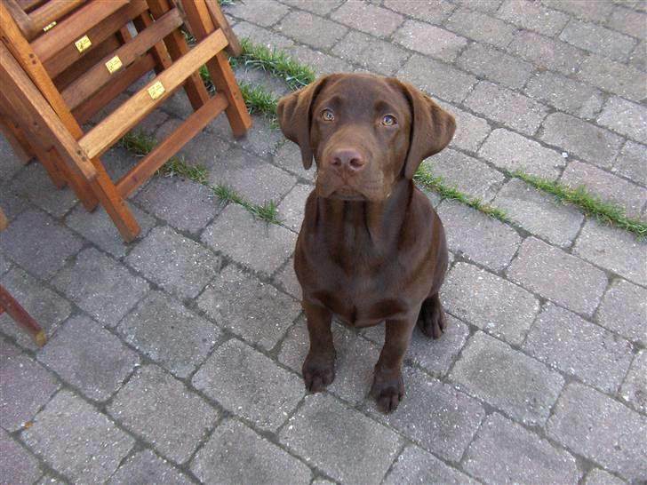 Labrador retriever Coco - En rigtig mand sidder pænt billede 3