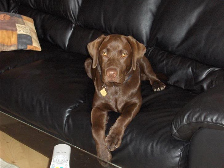Labrador retriever Coco - Jeg ved jeg er smuk, så tag du bare et billede billede 4