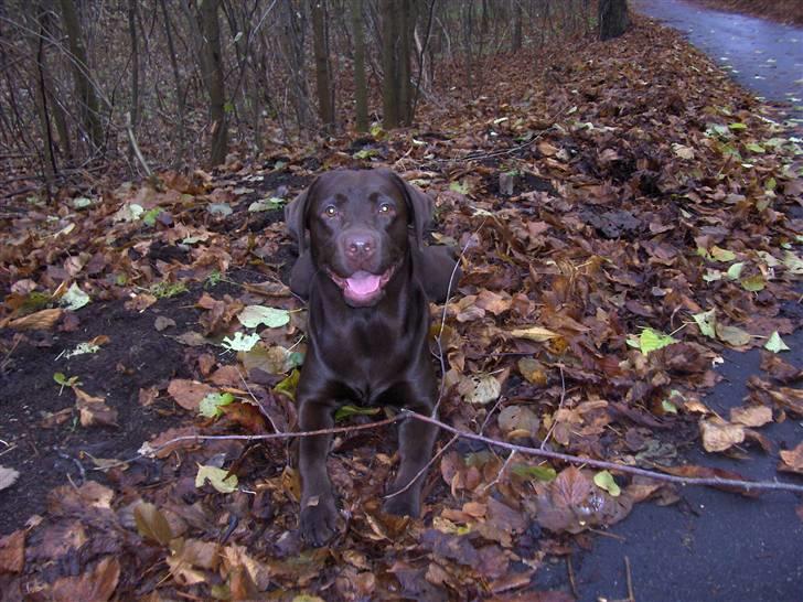 Labrador retriever Coco - Jeg er klar smid så den pind billede 5