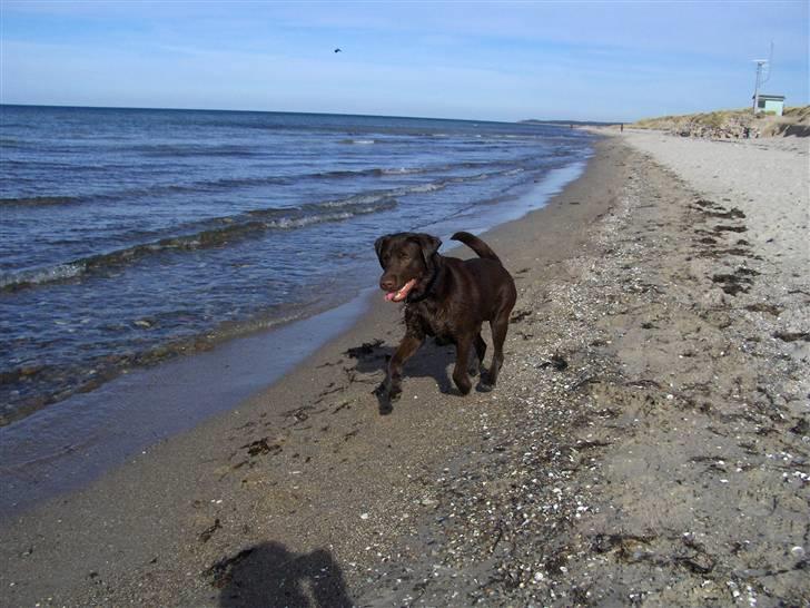 Labrador retriever Coco - Jubi vand & en bold jeg er i himlen billede 6