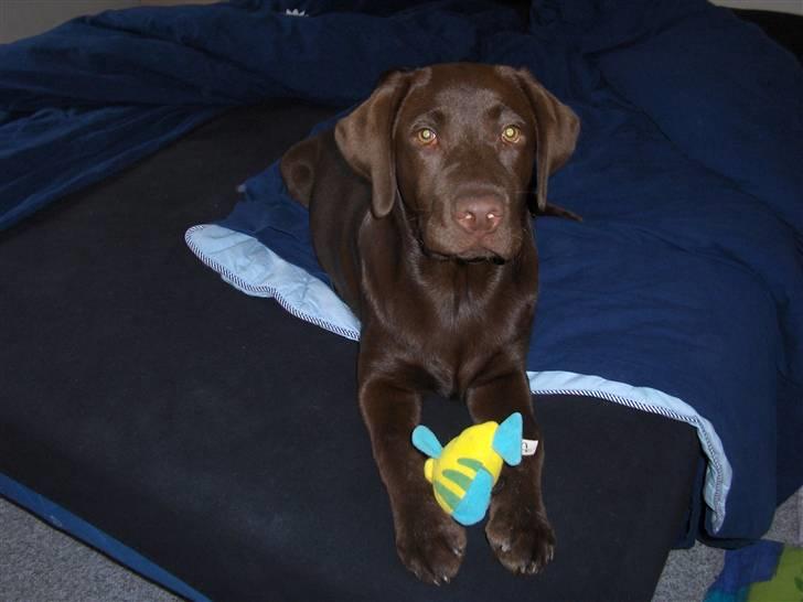 Labrador retriever Coco - Find Nemo billede 7