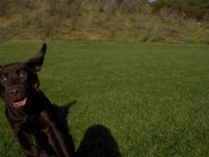 Labrador retriever Coco - Hjæææææææælp lidt for meget fart på billede 8