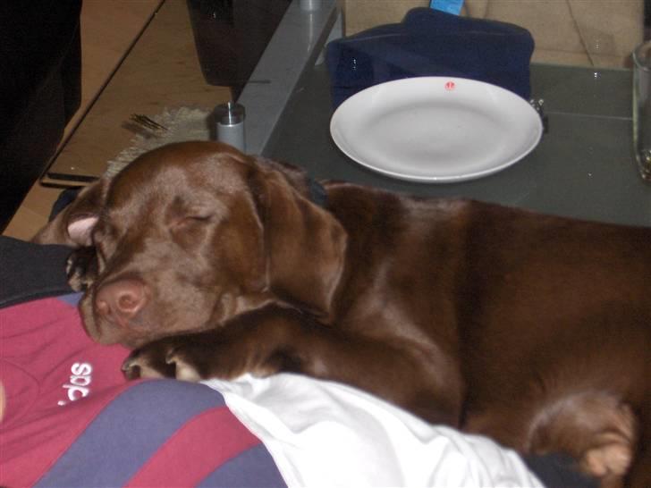 Labrador retriever Coco - I Mors arme billede 9