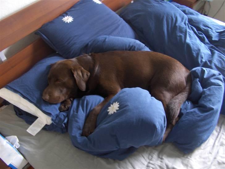 Labrador retriever Coco - Her ligge jeg Godt billede 10