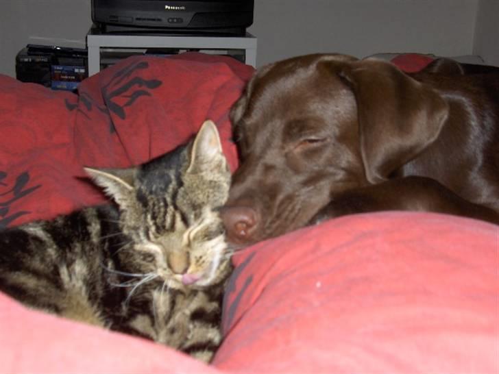 Labrador retriever Coco - Min dejlig Storesøster der desvære ikke er hos os mere billede 11