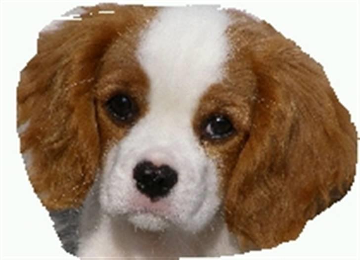 Cavalier king charles spaniel Lady -Your Loving Lady of - Your Loving Lady Of Sunshine - Lady billede 1