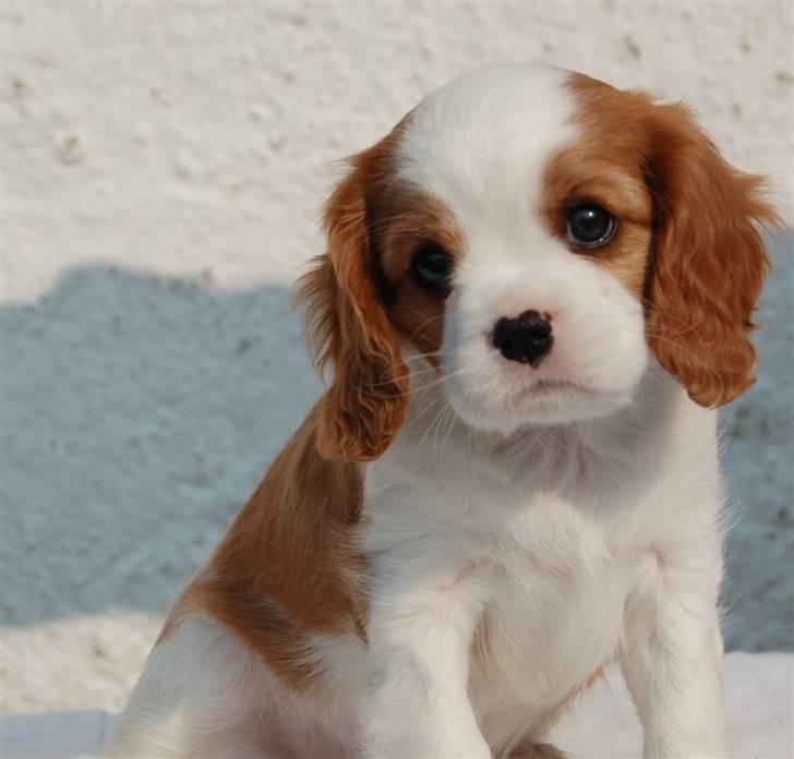 Cavalier king charles spaniel Lady -Your Loving Lady of - Lady 8 uger billede 2