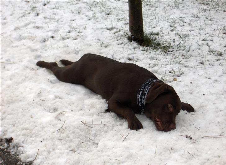 Labrador retriever Coco - Køligt og lige tiilpas billede 12