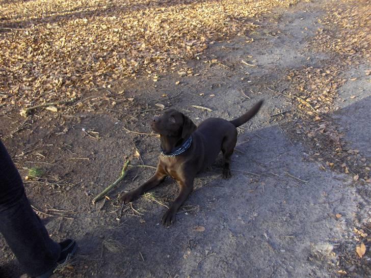 Labrador retriever Coco - Skal vi lege billede 13