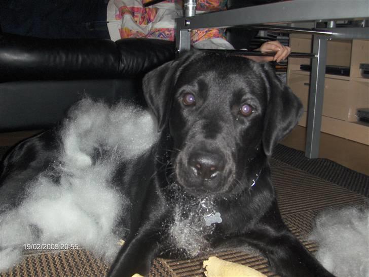 Labrador retriever Max - er det mig i kalder på ? billede 17