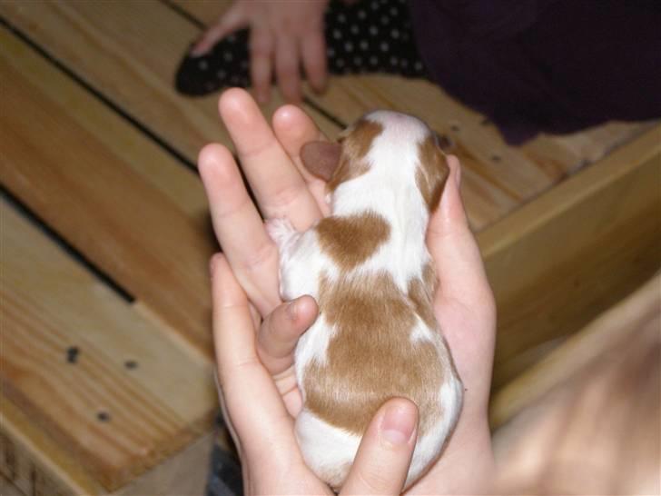 Cavalier king charles spaniel Lady -Your Loving Lady of - Lady få dage gammel, hun havde et hjerte på skulderen  billede 3