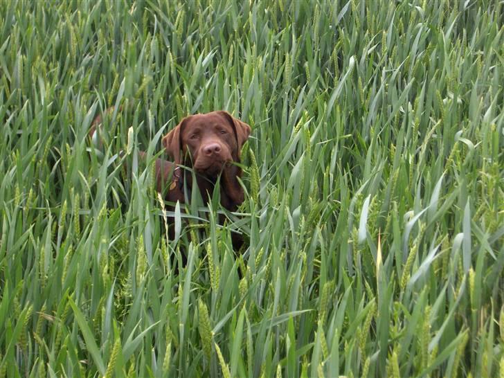 Labrador retriever Coco - Jeg gemmer mig billede 14
