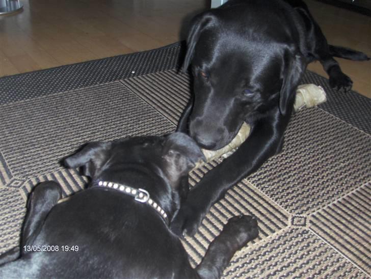 Labrador retriever Max - Deler lige et ben med min bedste ven <3 billede 18
