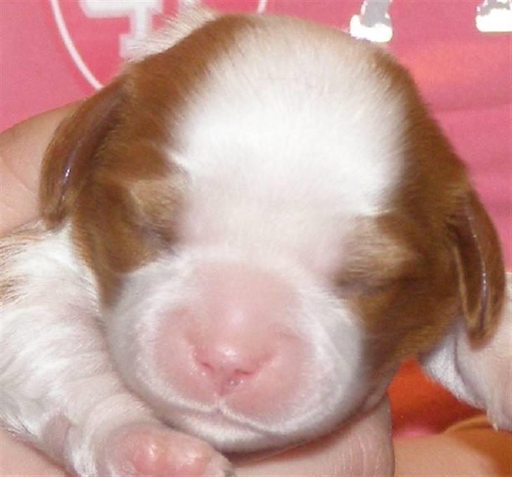 Cavalier king charles spaniel Lady -Your Loving Lady of - Lady 7 dage gammel billede 4