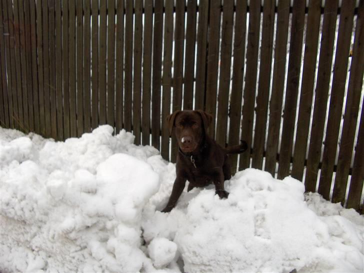 Labrador retriever Coco - Mere SNE Jubiiiiiiiii billede 15