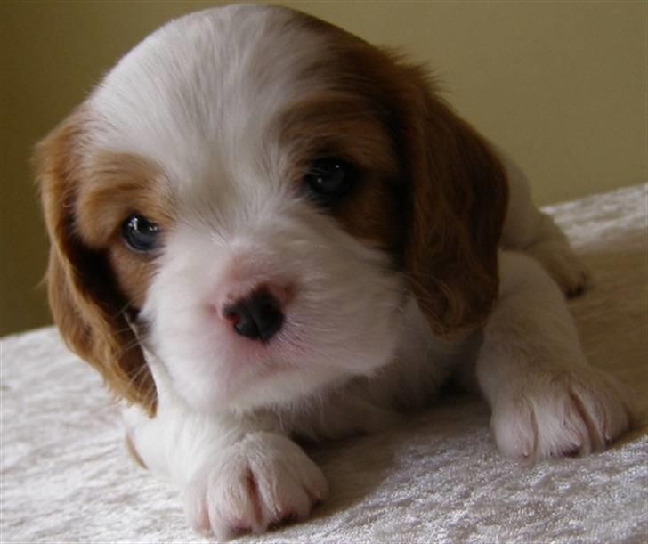 Cavalier king charles spaniel Lady -Your Loving Lady of - Lady 5 uger billede 5