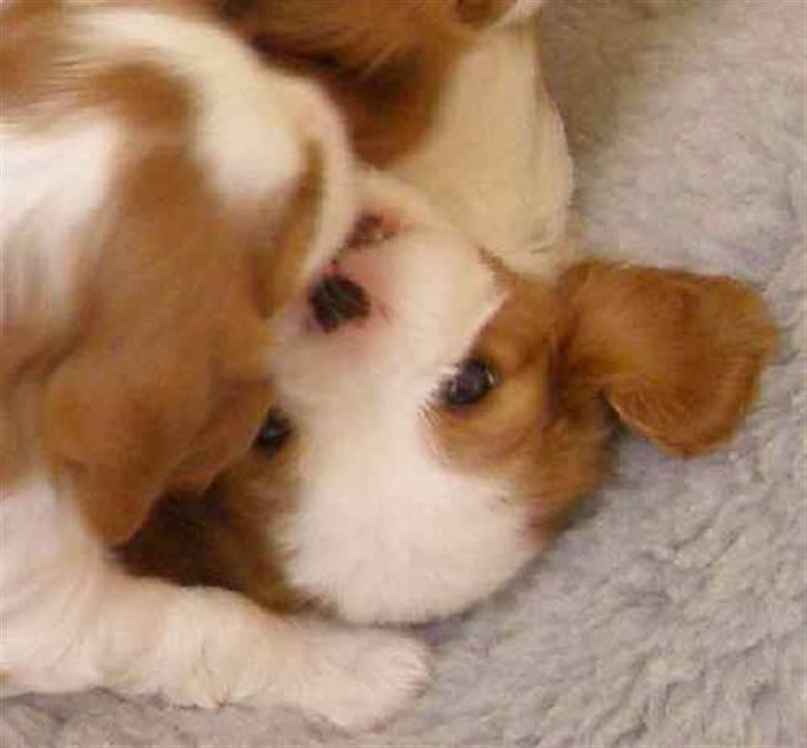 Cavalier king charles spaniel Lady -Your Loving Lady of - Lady 5 uger leger med en af sine søskende billede 6