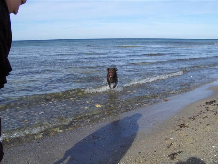 Labrador retriever Coco - Stranden er Livet billede 16