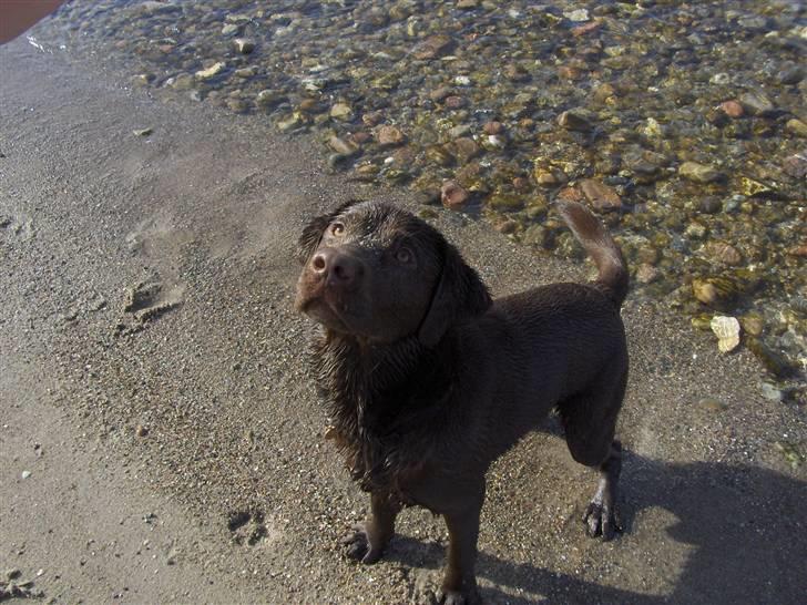 Labrador retriever Coco - Jeg kan svømme, så smid dog den boldt billede 17