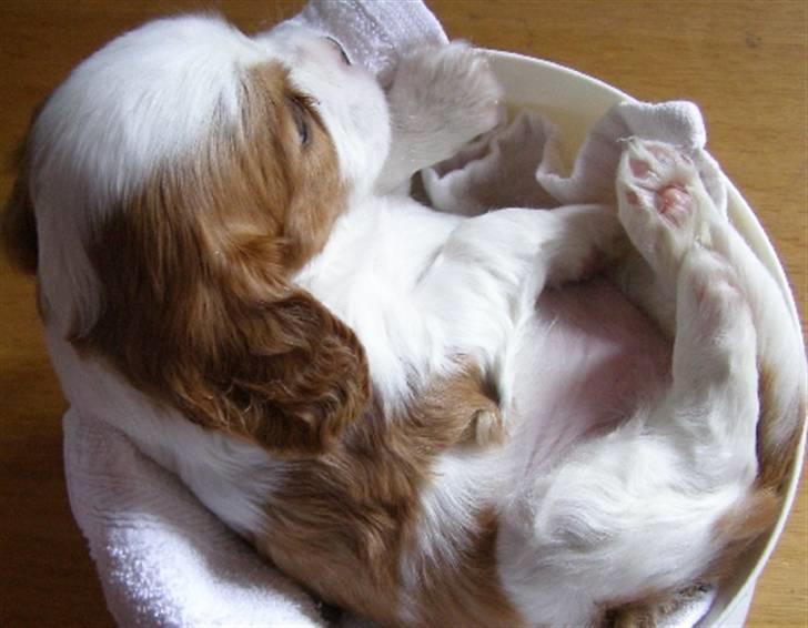 Cavalier king charles spaniel Lady -Your Loving Lady of - Lady 5 uger på vægten billede 7