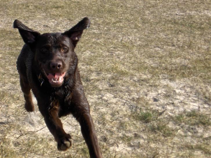 Labrador retriever Coco - Flyve øre billede 18