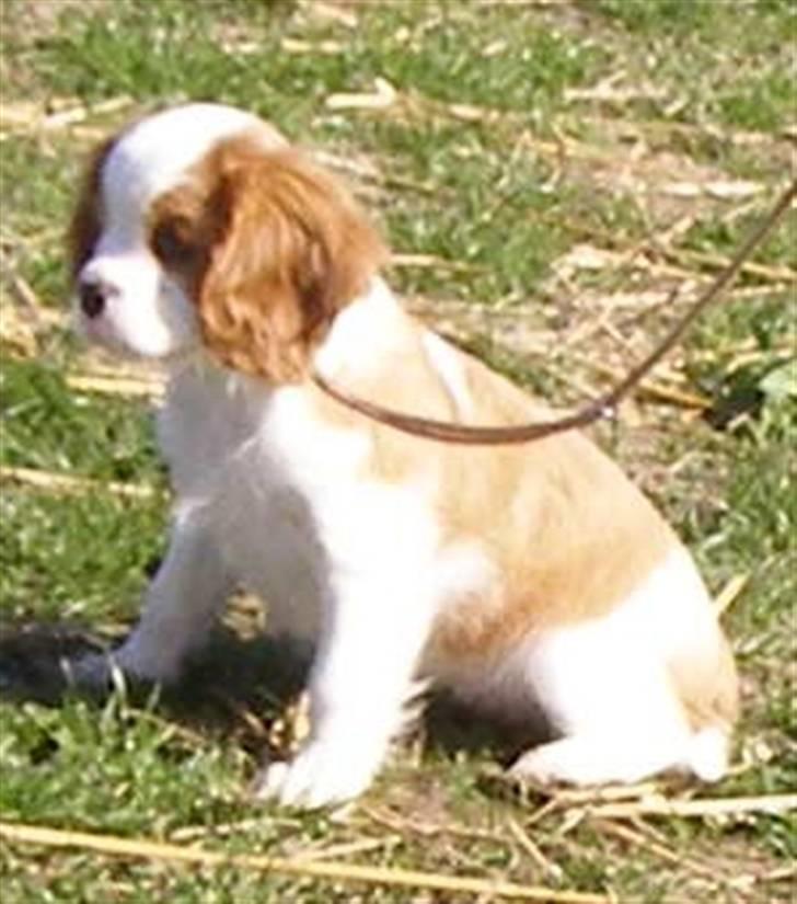 Cavalier king charles spaniel Lady -Your Loving Lady of - Lady til hundetræning for første gang billede 8