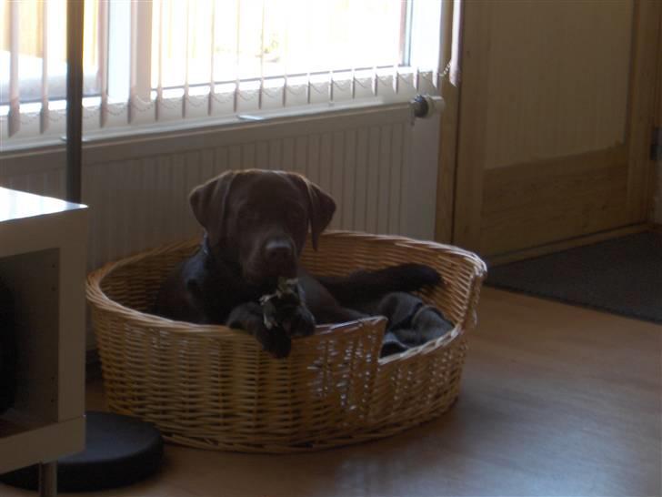 Labrador retriever Coco - Ligge pænt kan jeg osgå billede 19