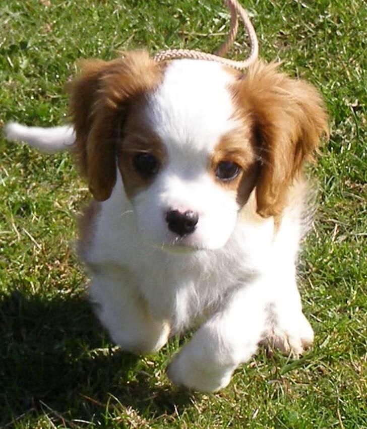 Cavalier king charles spaniel Lady -Your Loving Lady of - Lady til hundetræning - huuuuj hvor er det sjovt billede 9