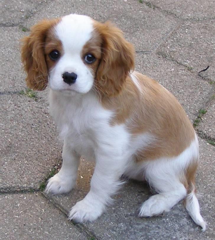Cavalier king charles spaniel Lady -Your Loving Lady of - Lady 11 uger billede 10