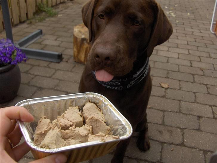 Labrador retriever Coco - Min Fødselsdag, lagekage skal man da have også som hund billede 20