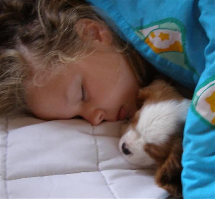 Cavalier king charles spaniel Lady -Your Loving Lady of - Lady putter med Rie (11 uger) billede 11