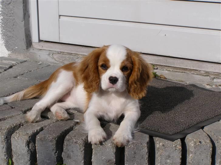 Cavalier king charles spaniel Lady -Your Loving Lady of - Lady nyder forårssolen i 2007 billede 12