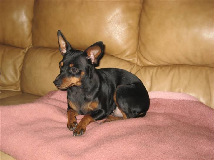 Dvaergpinscher Amina billede 17