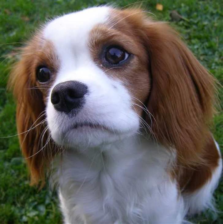 Cavalier king charles spaniel Lady -Your Loving Lady of - Hvis jeg nu ser RIGTIG sød ud? (8 mdr.) billede 13