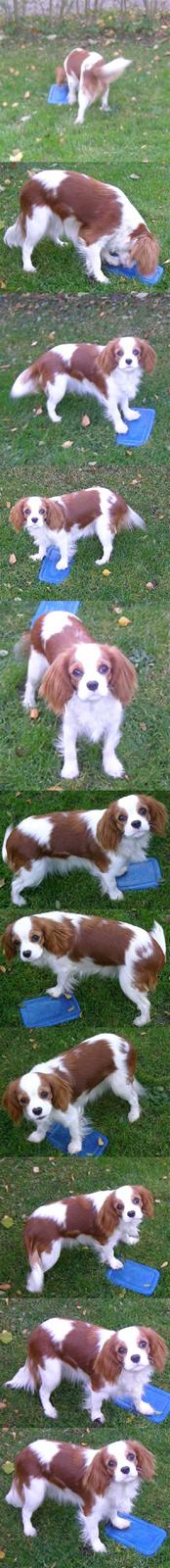 Cavalier king charles spaniel Lady -Your Loving Lady of - Se hvor god jeg er til klikkertræning (8-9 mdr) billede 14