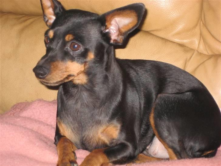 Dvaergpinscher Amina billede 18