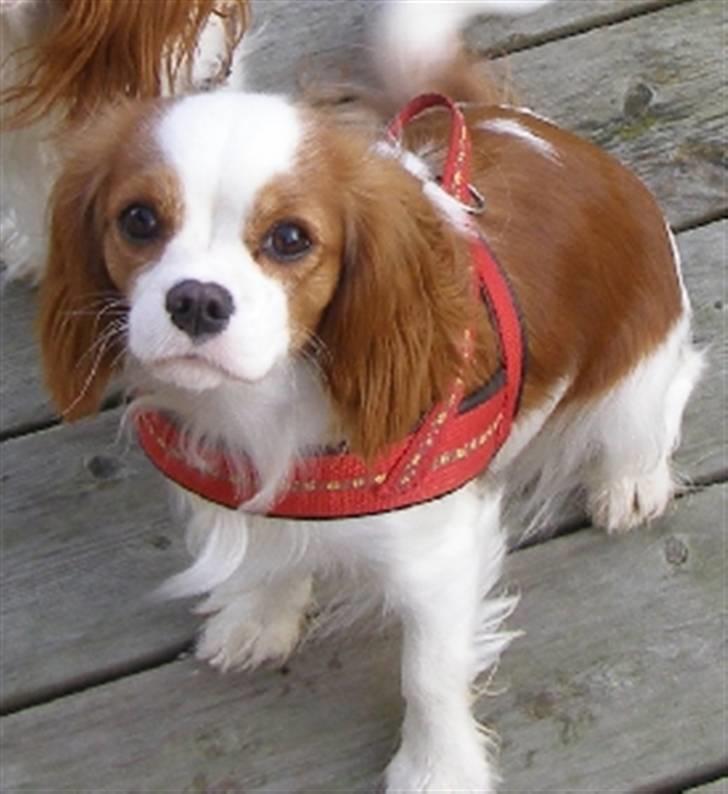 Cavalier king charles spaniel Lady -Your Loving Lady of - Lady 1 år (februar 2008) billede 15