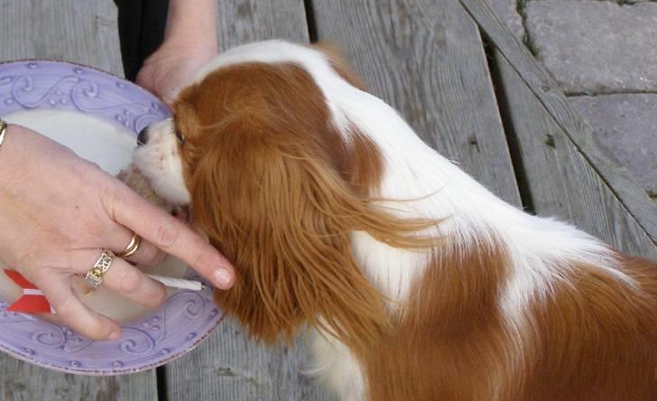 Cavalier king charles spaniel Lady -Your Loving Lady of - Spiser lagkage (1 år februar 2008) billede 16