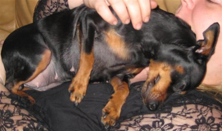 Dvaergpinscher Amina billede 19