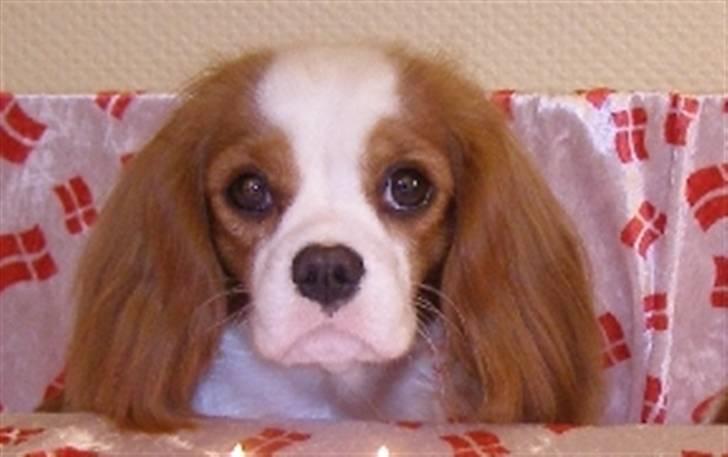 Cavalier king charles spaniel Lady -Your Loving Lady of - Lady til Enzos 2 års fødselsdag (februar 2008) billede 17