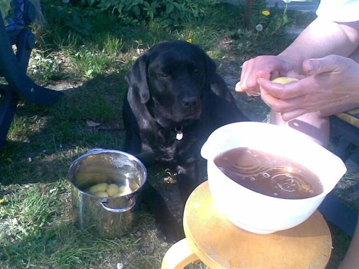 Labrador retriever Balou* Aflivet 4.juni07* billede 17