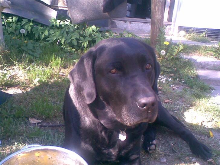 Labrador retriever Balou* Aflivet 4.juni07* billede 18