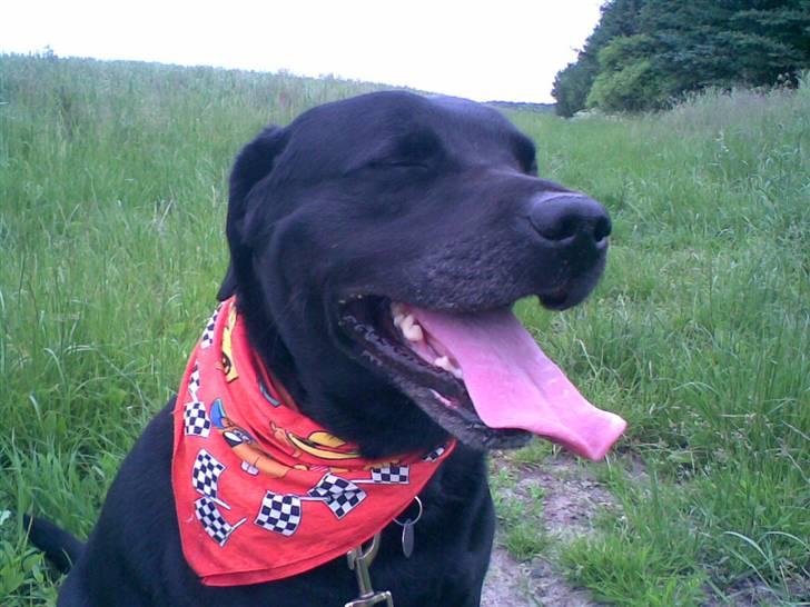 Labrador retriever Balou* Aflivet 4.juni07* - Taget på dagen han blev aflivet, vores sidste gåtur billede 19