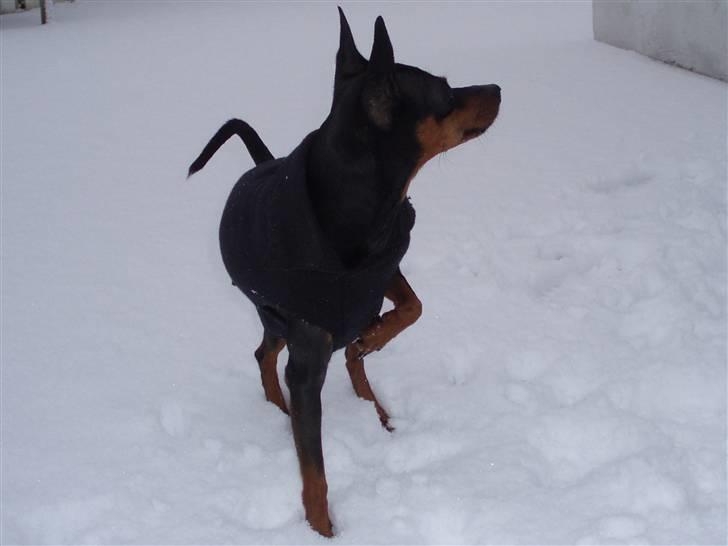 Dvaergpinscher arthur - kom ud og leg....det her hvide noget er sjovt billede 14